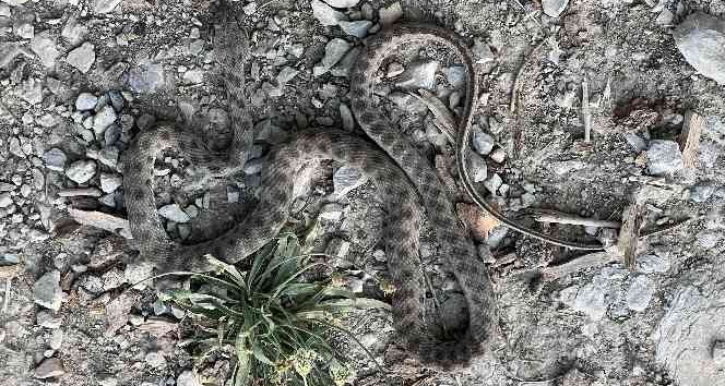 Uzmandan yılan türü uyarısı