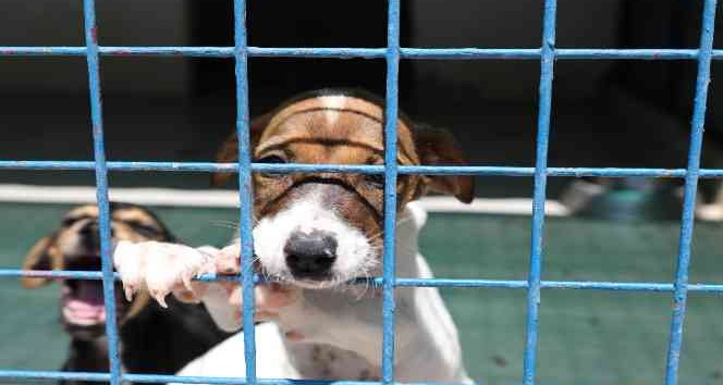 Bodrum Belediyesi’nden sahiplenme çağrısı