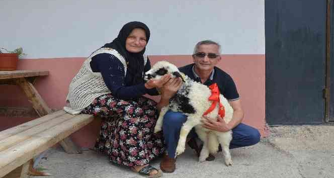 ‘Anne’ diye meleyen kuzu ile sahibinin dostluğu şaşırtıyor