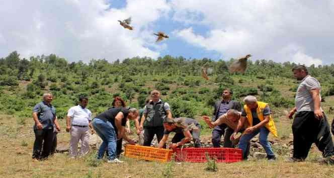 Çiftçilerin korkulu rüyasıydı, biyolojik mücadele için keklik bırakıldı