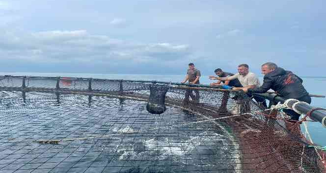 Ordu’dan Rusya’ya ve Japonya’ya Türk somonu