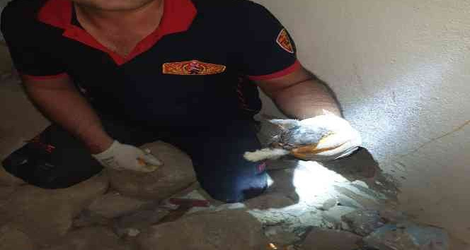 Kilis’te 4 yavru kedi kurtarıldı