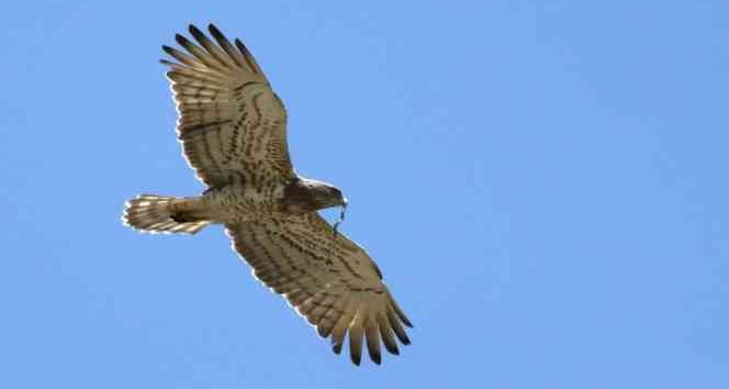 Yalova’da ilk kez yılan kartalı gözlemlendi