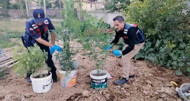 Kova kova kenevir ekimine jandarma baskını