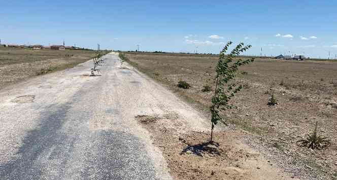 Bozuk yola dikkat çekmek için ağaç diktiler