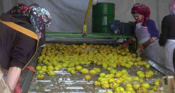 150 bin ton limon sevkiyatı devam ediyor