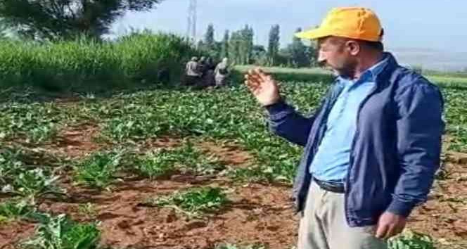 Yaban domuzları çiftçilerin korkulu rüyası oldu