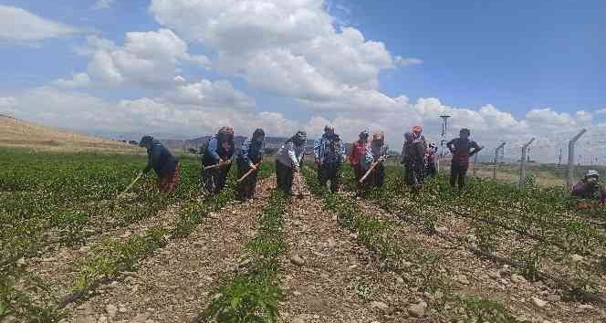 Gönüllülerden tarlada çalışan kadınlara pasta ikramı