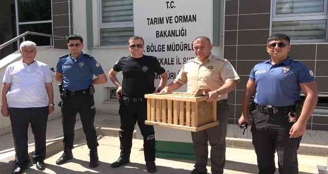 Polis, annesiz kalan iki yavru kargaya sahip çıktı