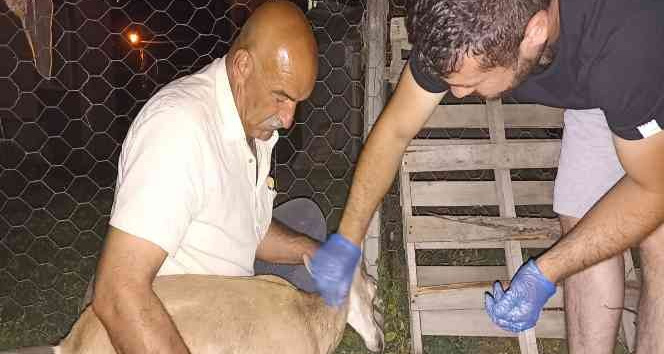 Köpeklerin saldırısına uğrayan yavru dağ keçisini vatandaşlar kurtardı