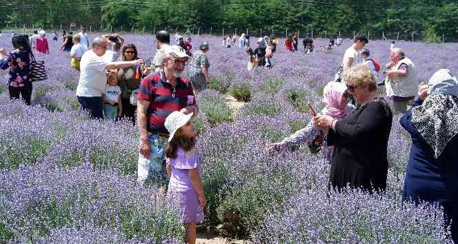 Lavanta tarlaları doğal stüdyoya döndü, fotoğraf çektirmek için akın ettiler