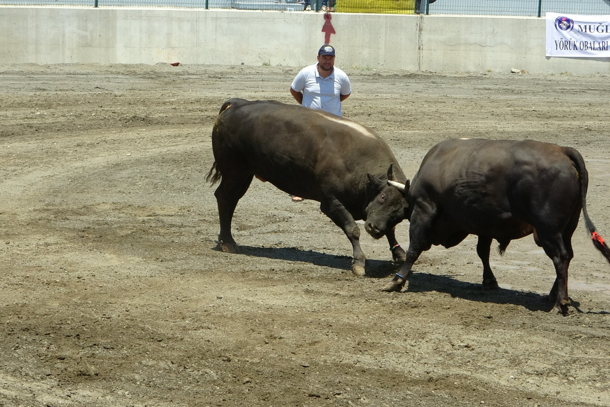 Hızını alamayan kızgın boğa sahibini öldürüyordu