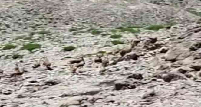 Yürüyüş yaparken sürü halinde dağ keçilerine denk geldi