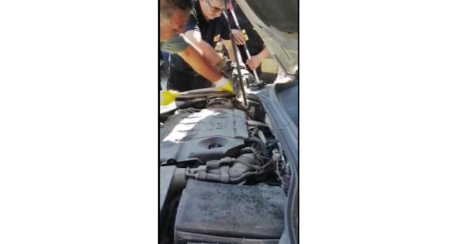 Yılan otomobilin motoruna girdi