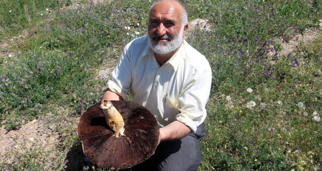 Sivasta bulunan dev mantar Guinness Rekorlar Kitabına aday
