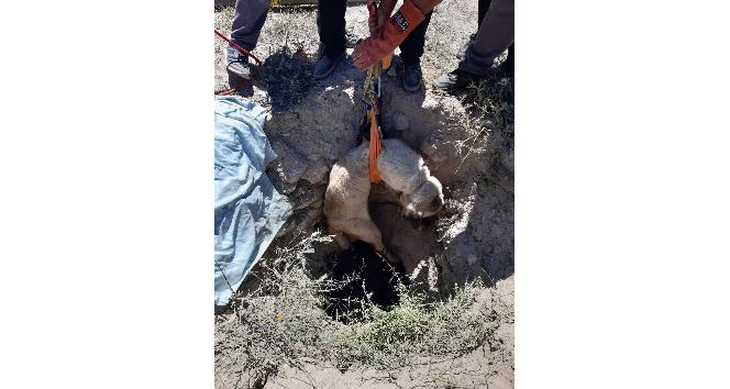 Aksaray’da 4 metrelik kuyuya düşen köpeği AFAD kurtardı
