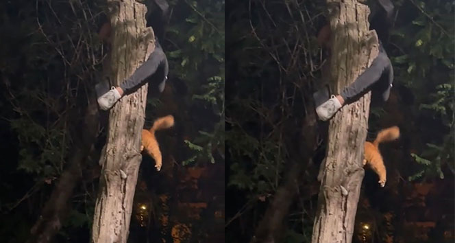 Nişantaşında ağaçta mahsur kalan kediyi genç adam böyle kurtardı
