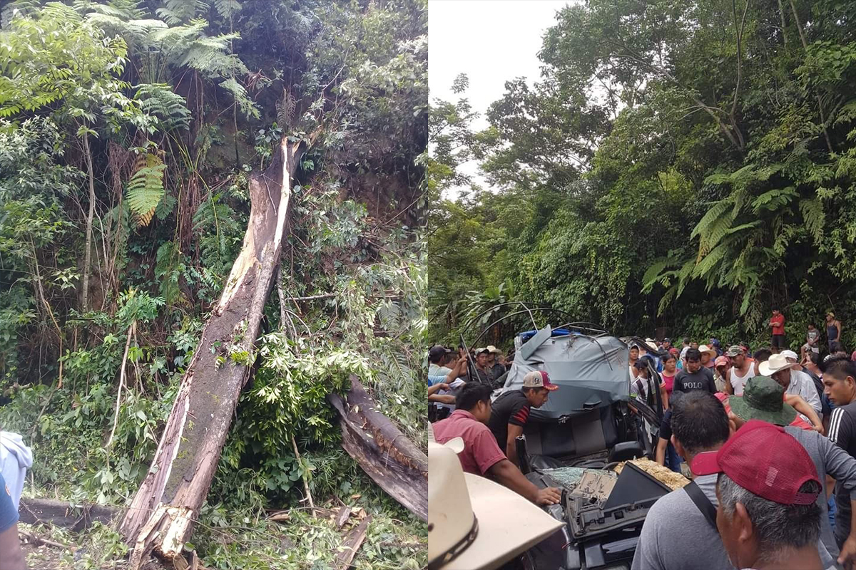 Meksika’da 25 metrelik ağaç devrildi: 3 ölü, 1 yaralı