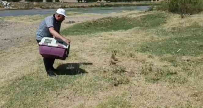 Diyarbakır’da tedavi edilen yavru tilki doğaya bırakıldı