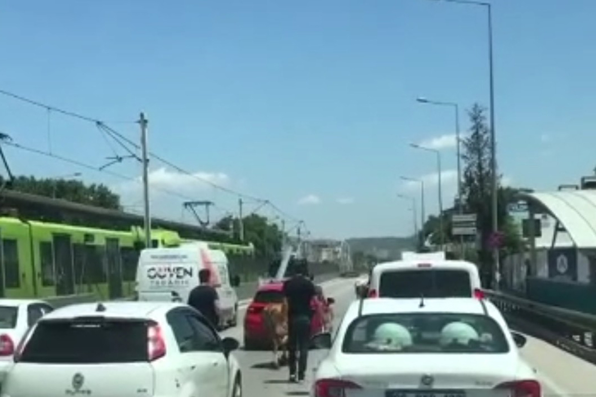 Bursa'da kaçan boğalar trafiği kilitledi