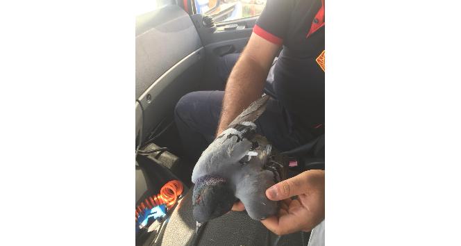 Çatıda asılı kalan güvercin kurtarıldı