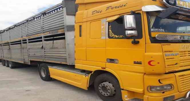 Didim’deki hayvan hırsızlığına adı karışan tır şoförü konuştu