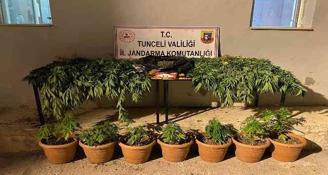 Evini kenevir bahçesine çeviren şüpheli yakalandı
