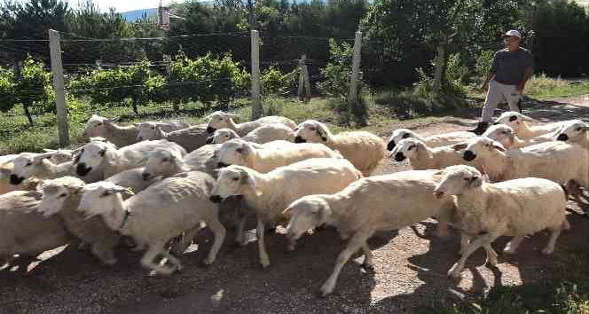 Öğrencilerin beslediği küçükbaş kurbanlıklar görücüye çıktı