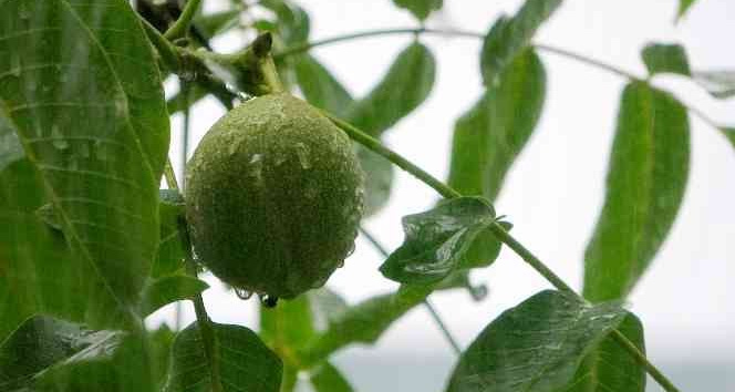 Osmaniye’de gök gürültülü sağanak yağış etkili oluyor