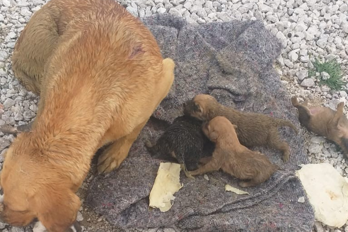Yağmur suyu kanalında mahsur kalan köpek ve 6 yavrusu kurtarıldı
