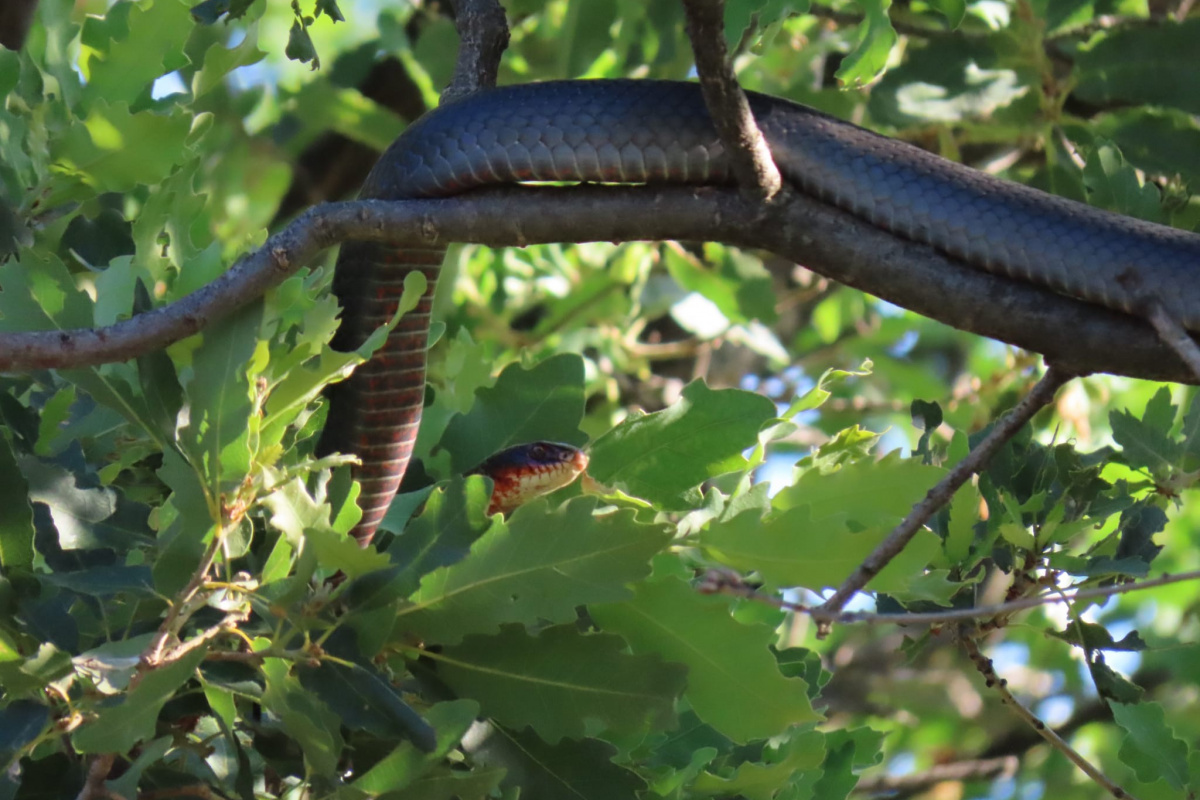 Tunceli’de dev yılan paniği