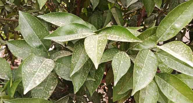 Şırnak, Irak ve Suriye’den gelen kum fırtınasına teslim oldu