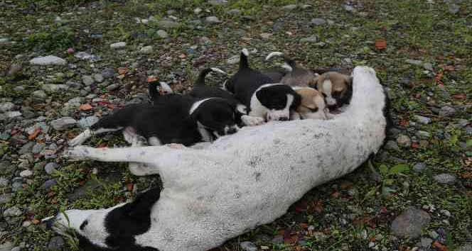 Dere yatağına düşen anne köpek ve yavruları vatandaşlar tarafından kurtarıldı