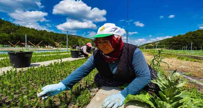 Yozgat’ta üretilen 3 milyon 400 bin fidan "Geleceğe Nefes" olacak