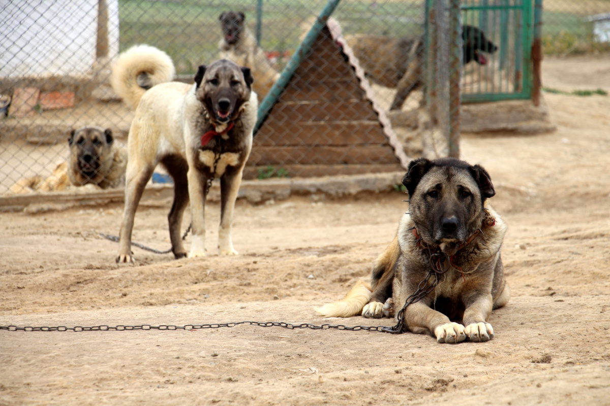 Uzman Kangal yetiştiricisi Taşdelen; Kangal köpeği Sivas'ta tanıtılmalı