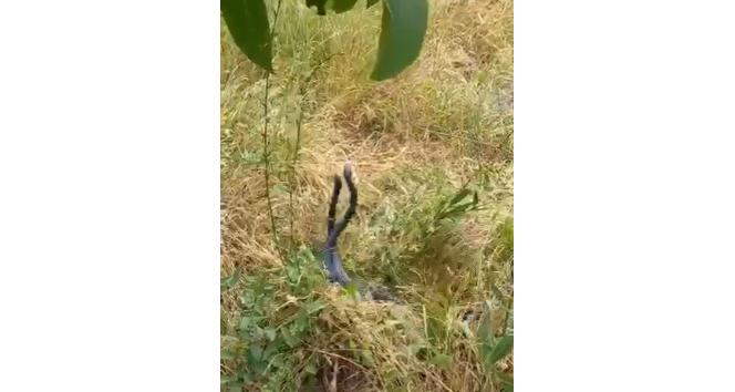 Bingöl’de yılanların dansı görüntülendi