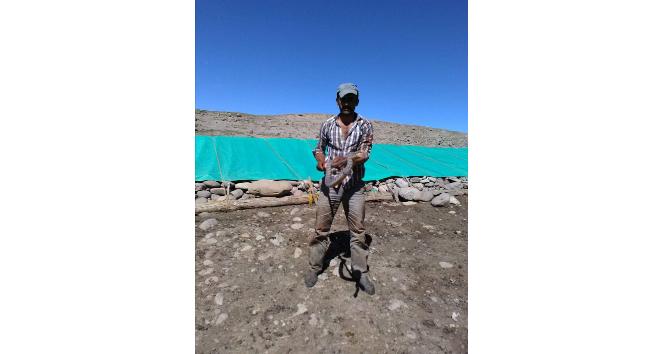 Tunceli’de koca engerek yılanı kuzu ağılına girdi