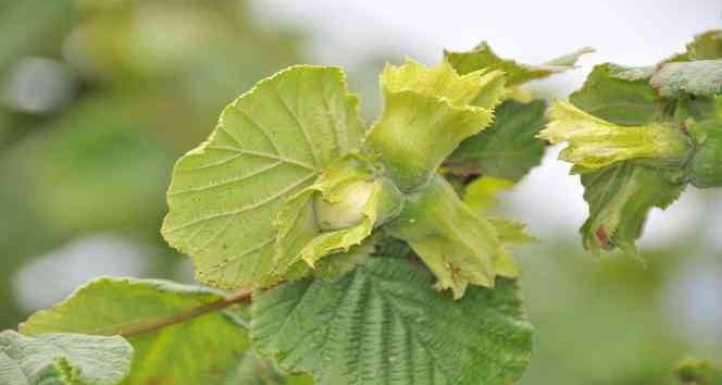 Fındık üreteicisinin fındık taban fiyatı için 60 TL beklentisi