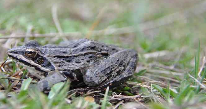 Nesli tükenmekte olan ’Tavas Kurbağasından’ sevindiren haber