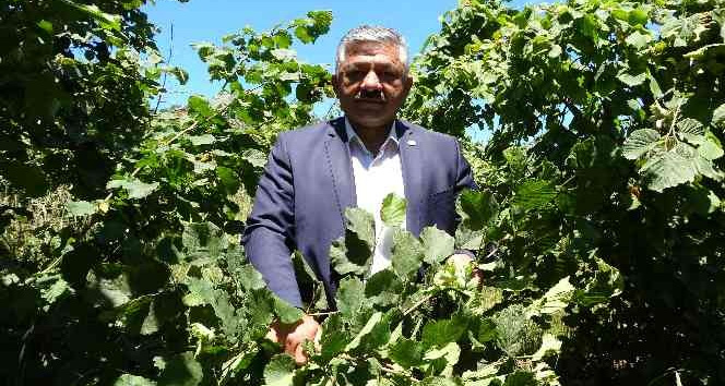 Fındıkta ’erken hasat’ uyarısı
