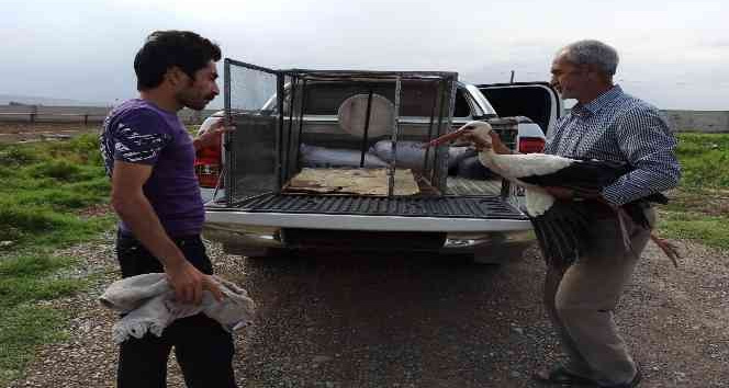 Iğdır’da yaralı leylek tedavi altına alındı