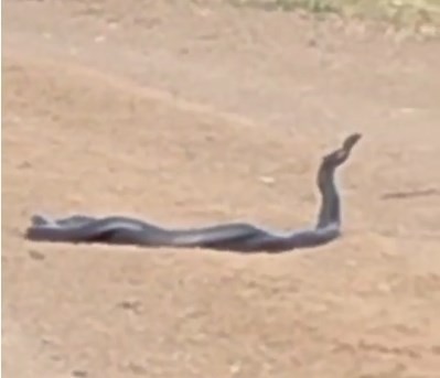 Bingöl’de yol üzerinde yılanların dansı görüntülendi