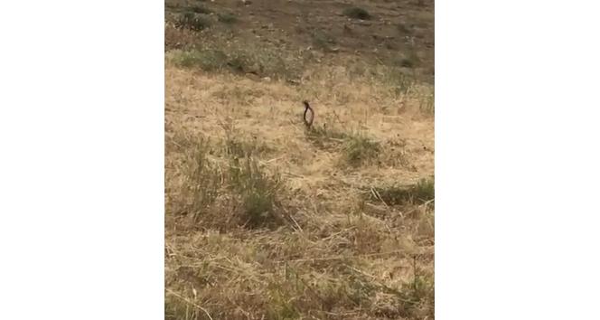 Tunceli’de yılanların dansı görüntülendi