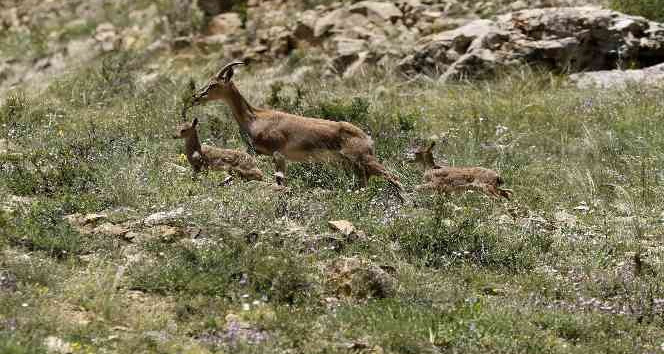 Yavru dağ keçilerinin sarp kayalıklardaki tehlikeli oyunları kameralara yansıdı