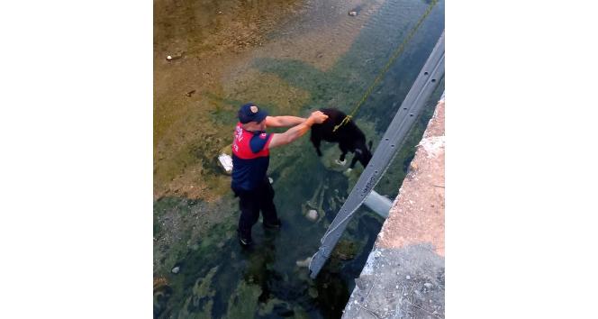 Dereye düşen keçiyi itfaiye ekipleri kurtardı