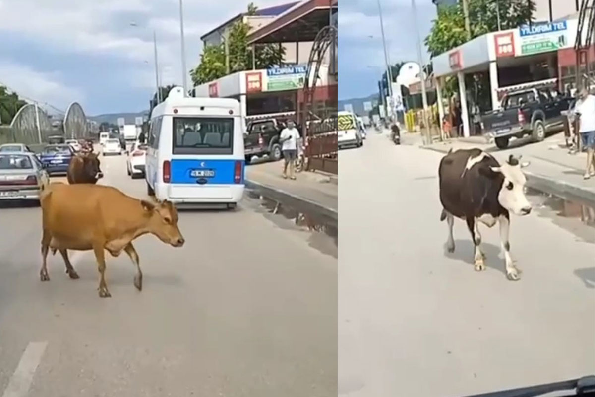 Ana yola inen inekler araç sürücülerine zor anlar yaşattı