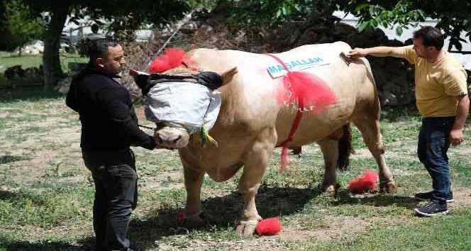 Yaklaşık 2 ton ağırlığındaki tosun, 120 bin liradan satışa çıktı