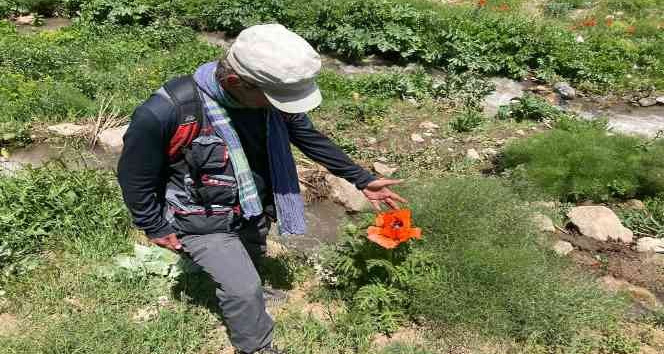 Tunceli’de bitki envanteri çıkarılıyor