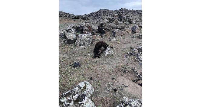 Iğdır’da kurtlar 17 koyunu telef etti