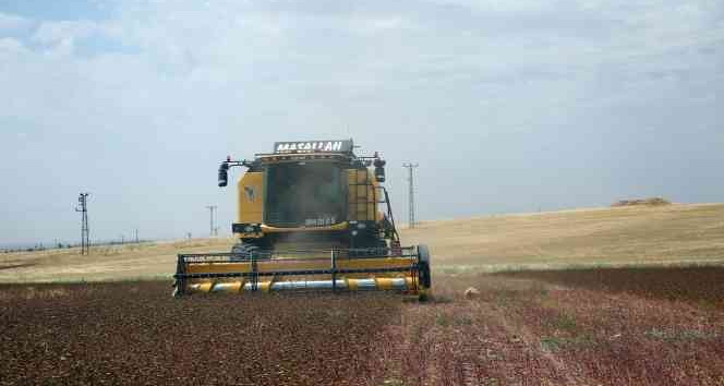 Mardin’de çölyak hastaları için ekilen karabuğdayın hasadı yapıldı
